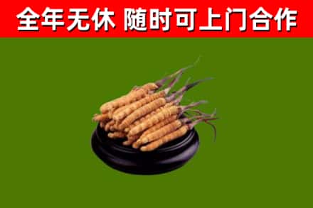 莲都回收冬虫夏草